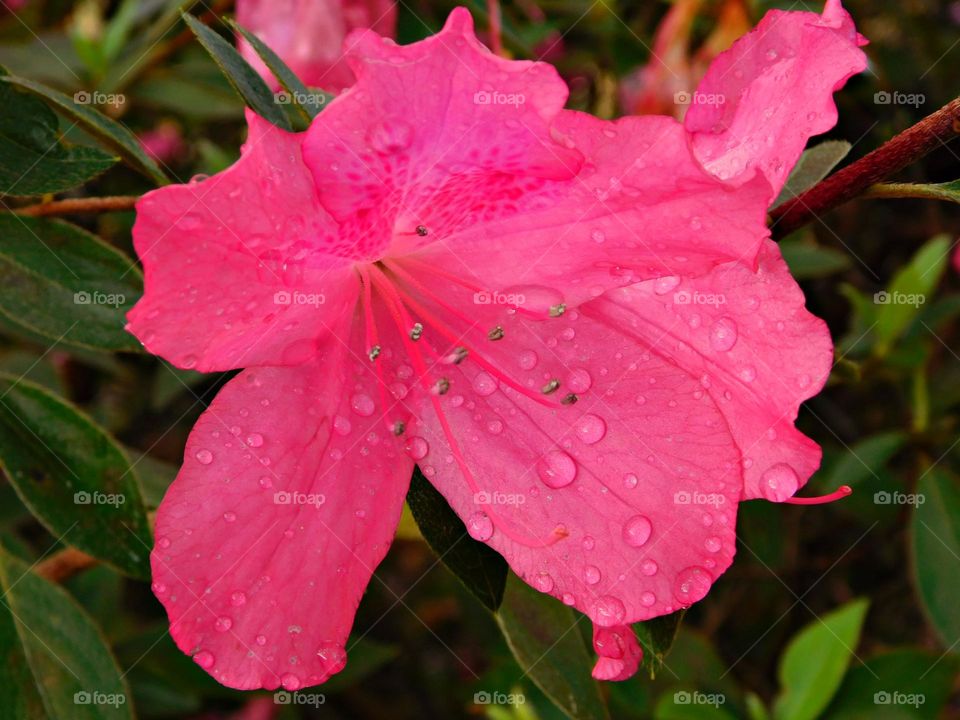 Colorful pink Azalea with raindrops. Funnel-shaped, pink flower with protruding silver stamens appearing surrounded by green  leaves