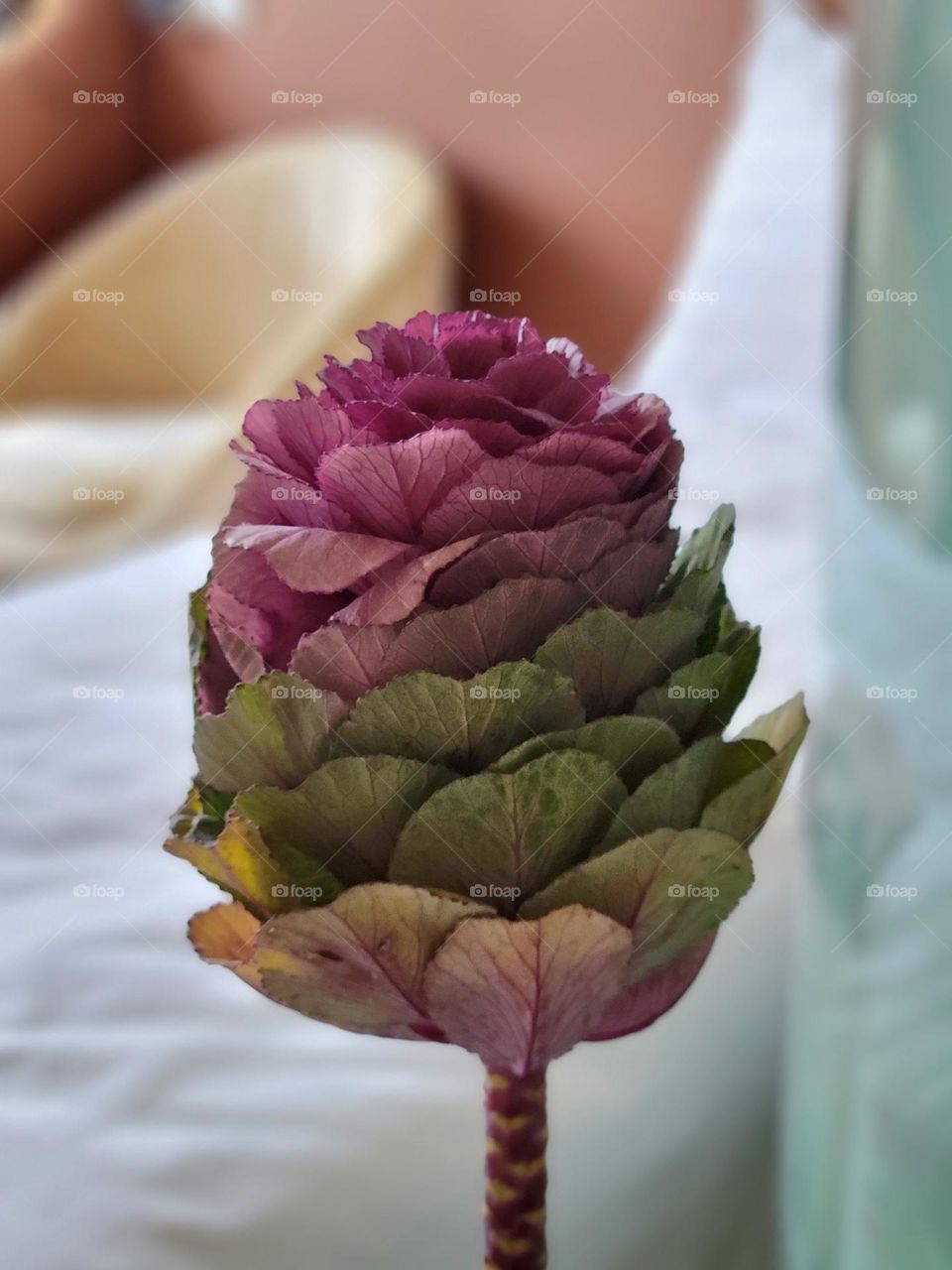 Cabbage flower Hong Kong