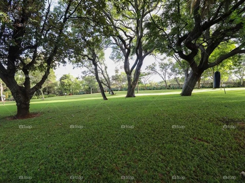 Greenery and beautiful forest view