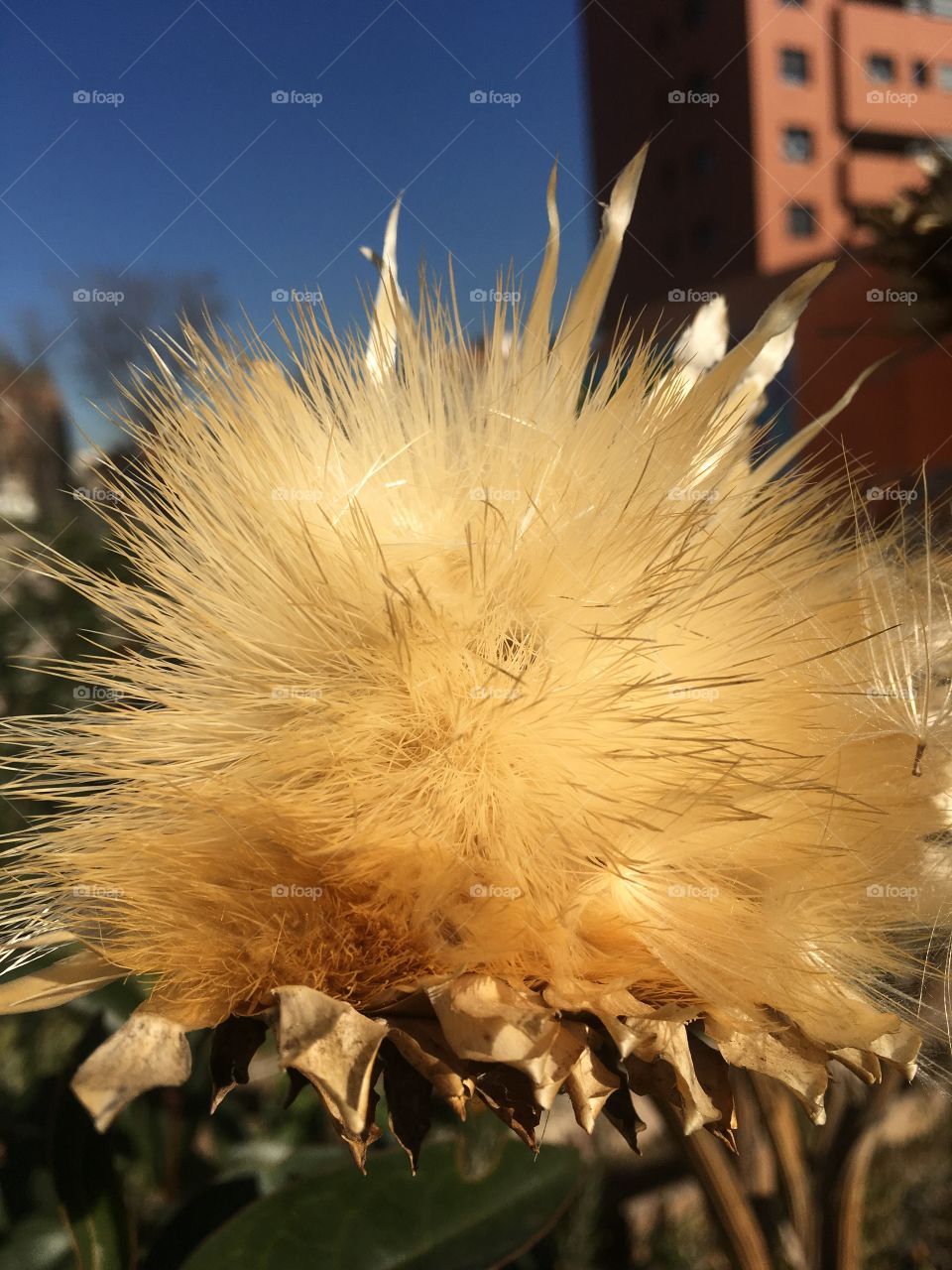 Planta, flor invierno