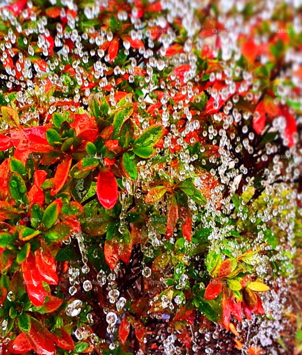 Plant of multi colored leaf in rainy season