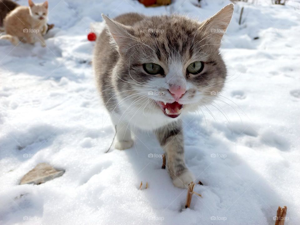 serious and impudent yard gray cat, an excellent and dexterous hunter.