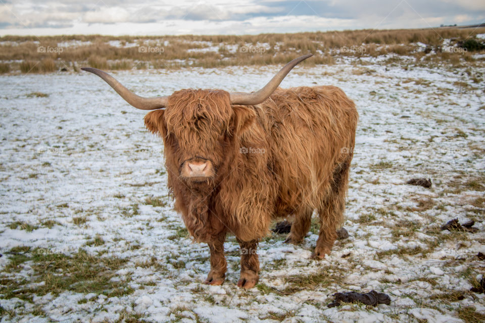 Highland cow