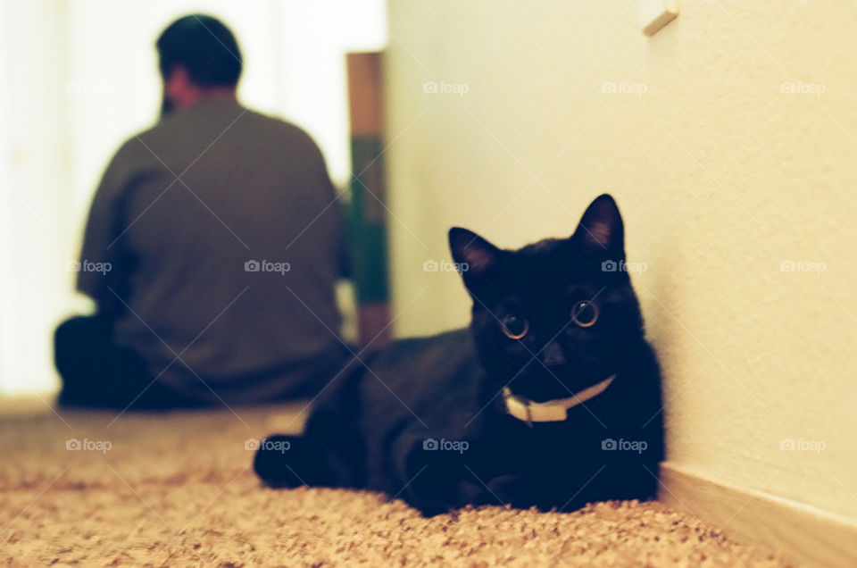 Charlie the black cat relaxing at home on the soft light brown carpet with a soft expression 