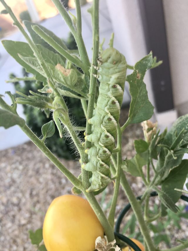 Caterpillar 