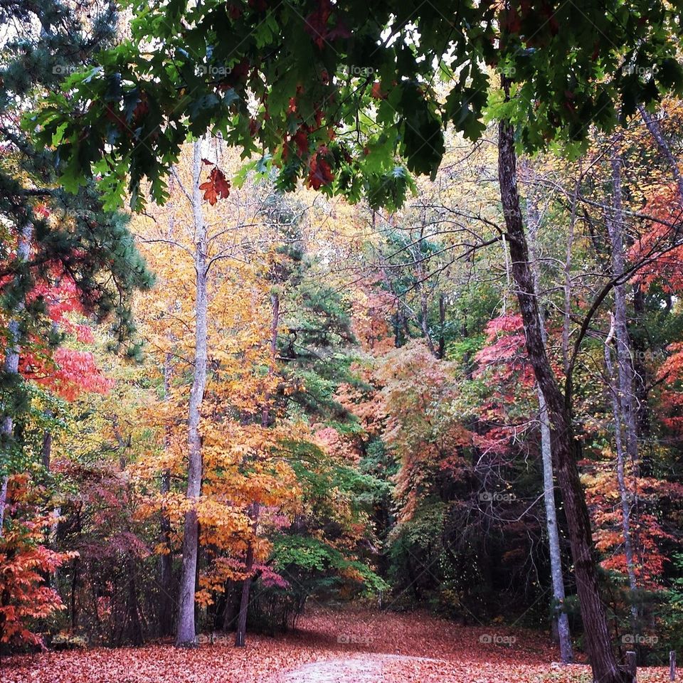 Autumn Mountain Landscape