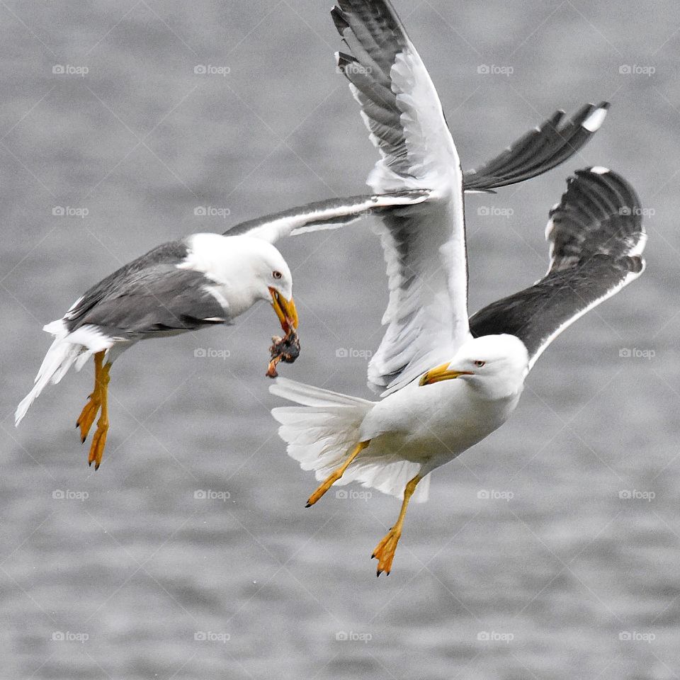 Seagulls fighting over food