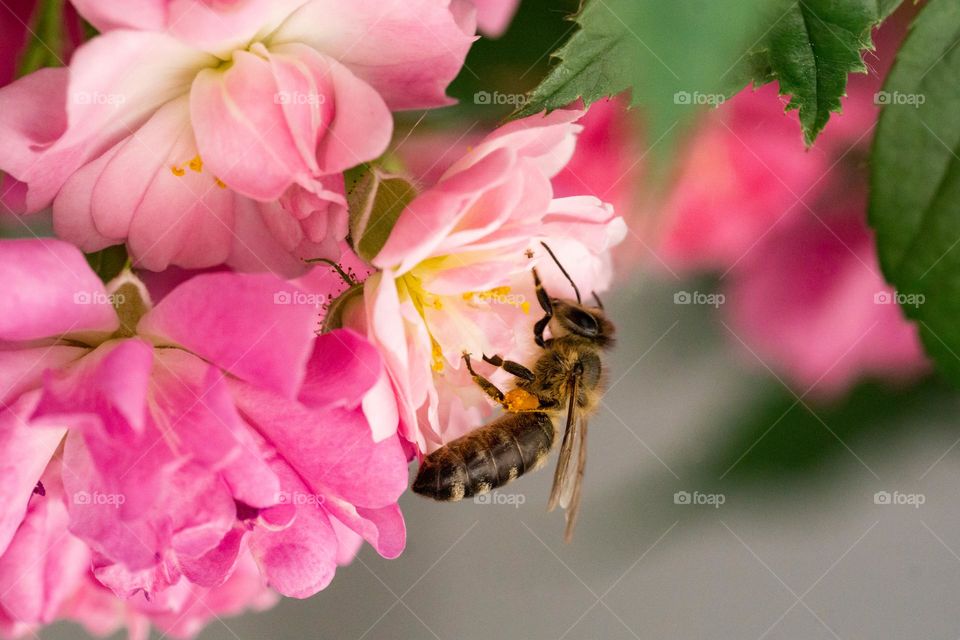 A wasp on a rose 