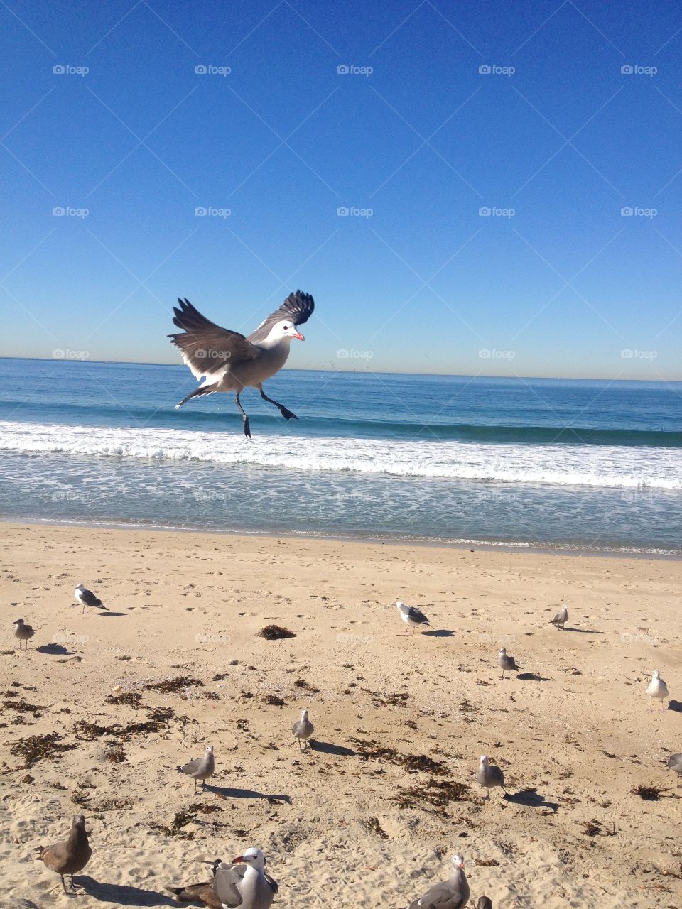 Flying seagull. Seagull on the beach