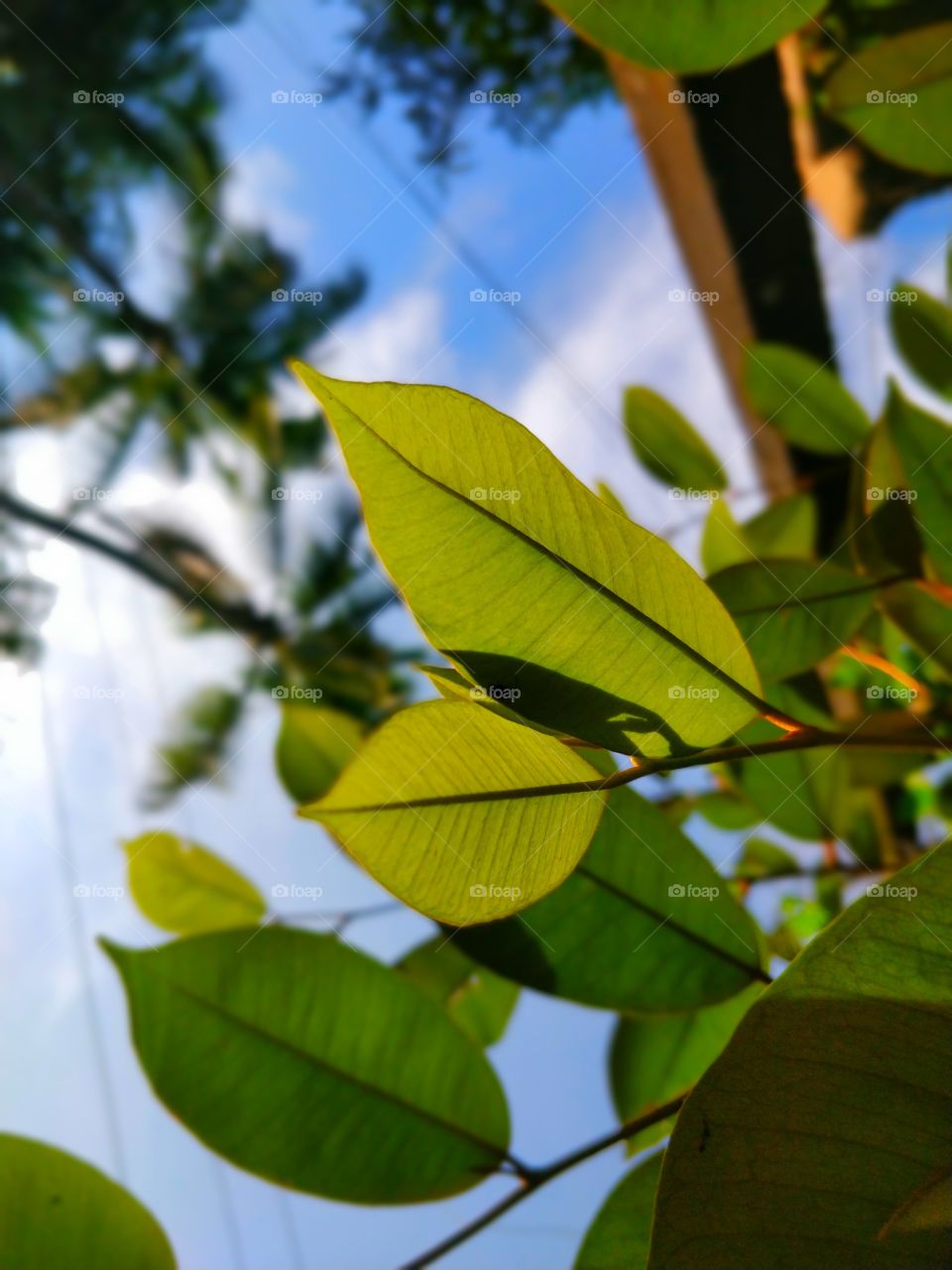 Every leaf speaks bliss to me. 🍃