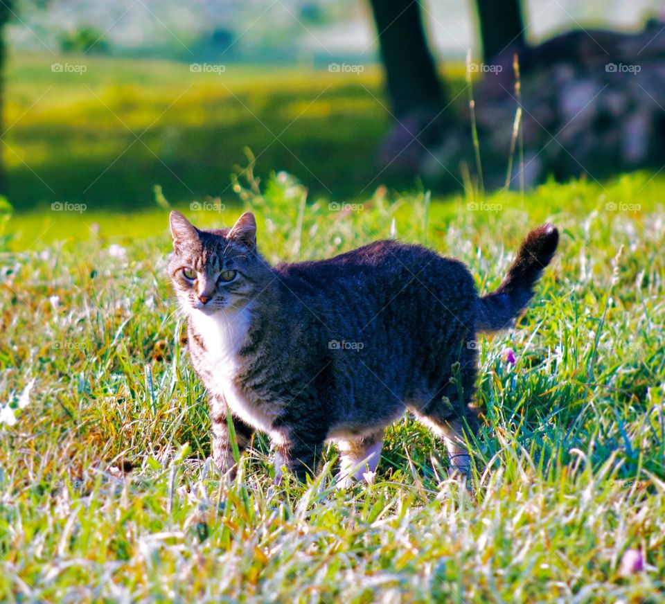 Summer Pets - grey tabby walking in a sunny meadow 