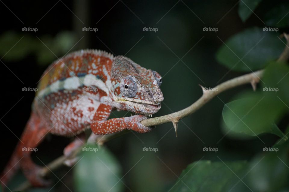 Cameleon open mouth