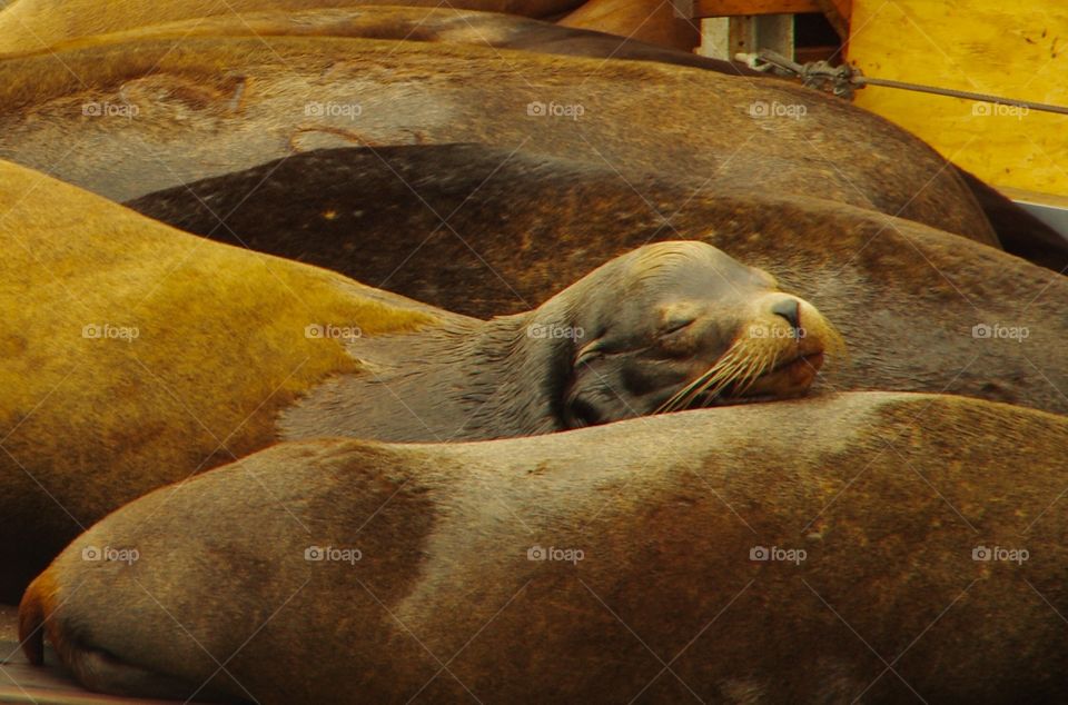Exterior daylight.  Sea lions cozying on a dock.  A pic of contentment.