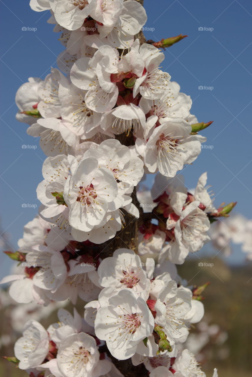 White flowers in the garden