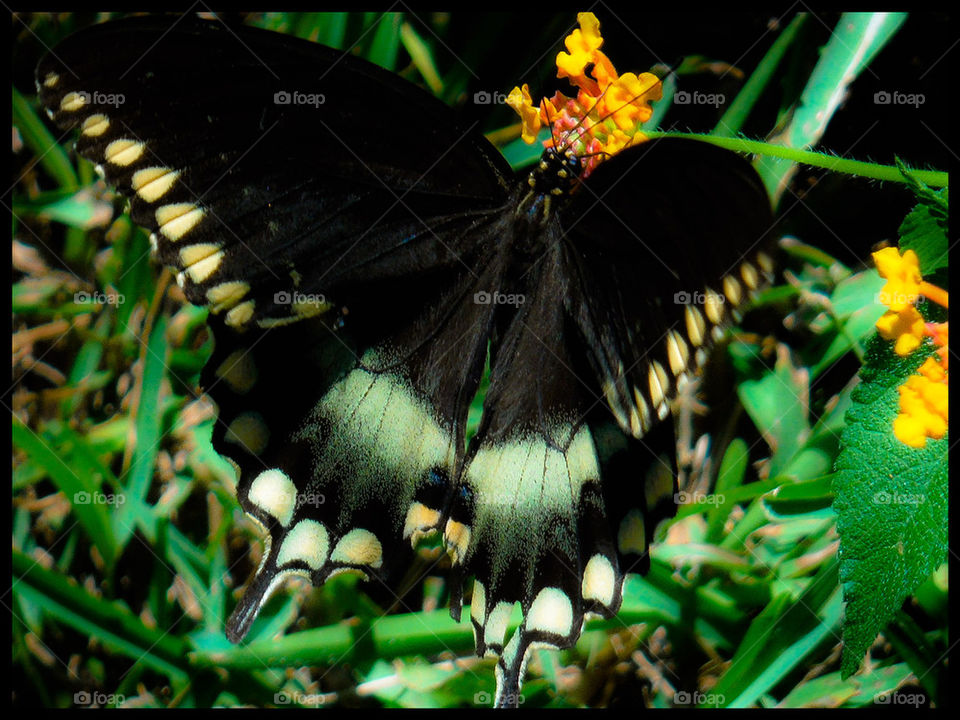 Black butterfly on flower