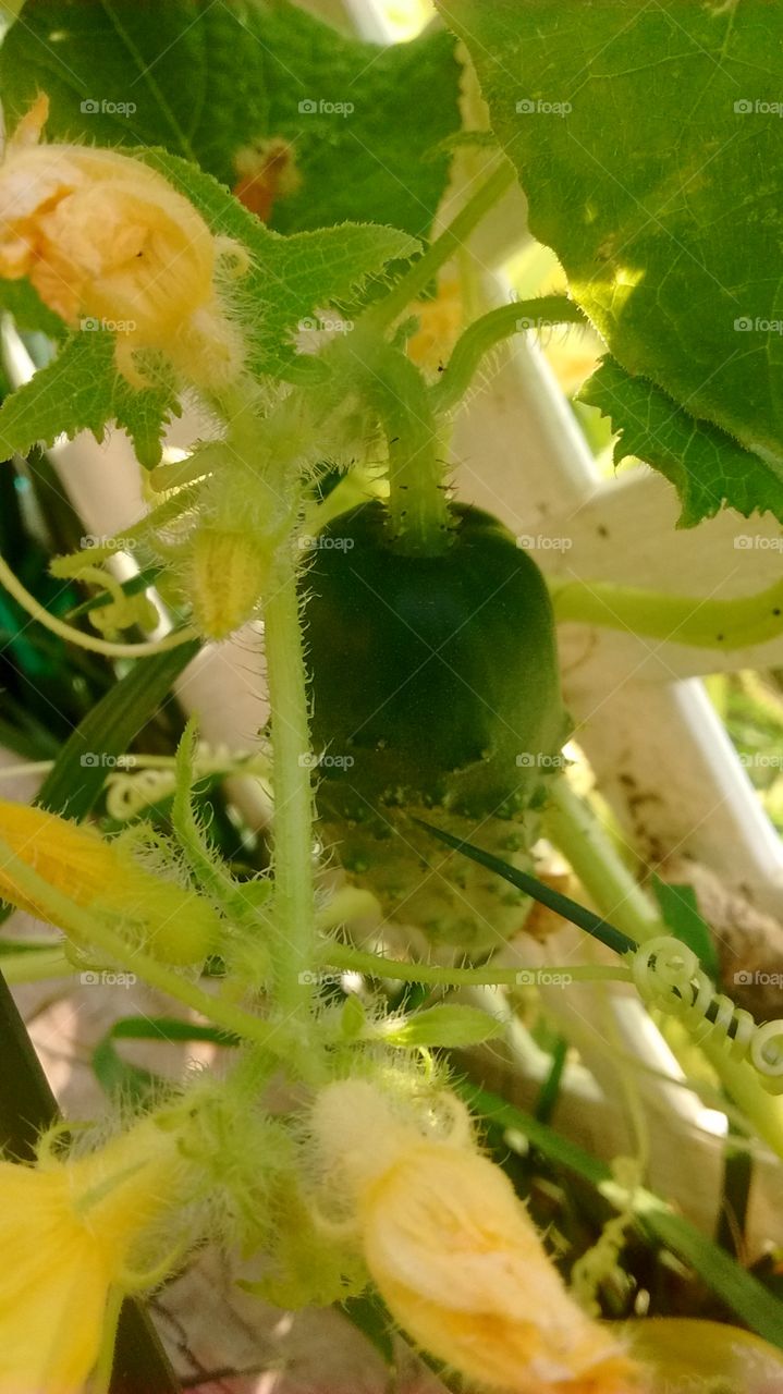 hungry for cucumber