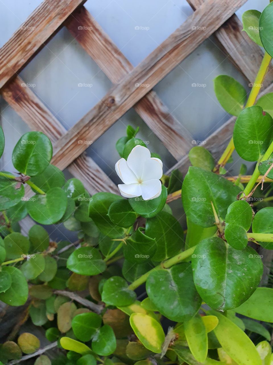 White Flower