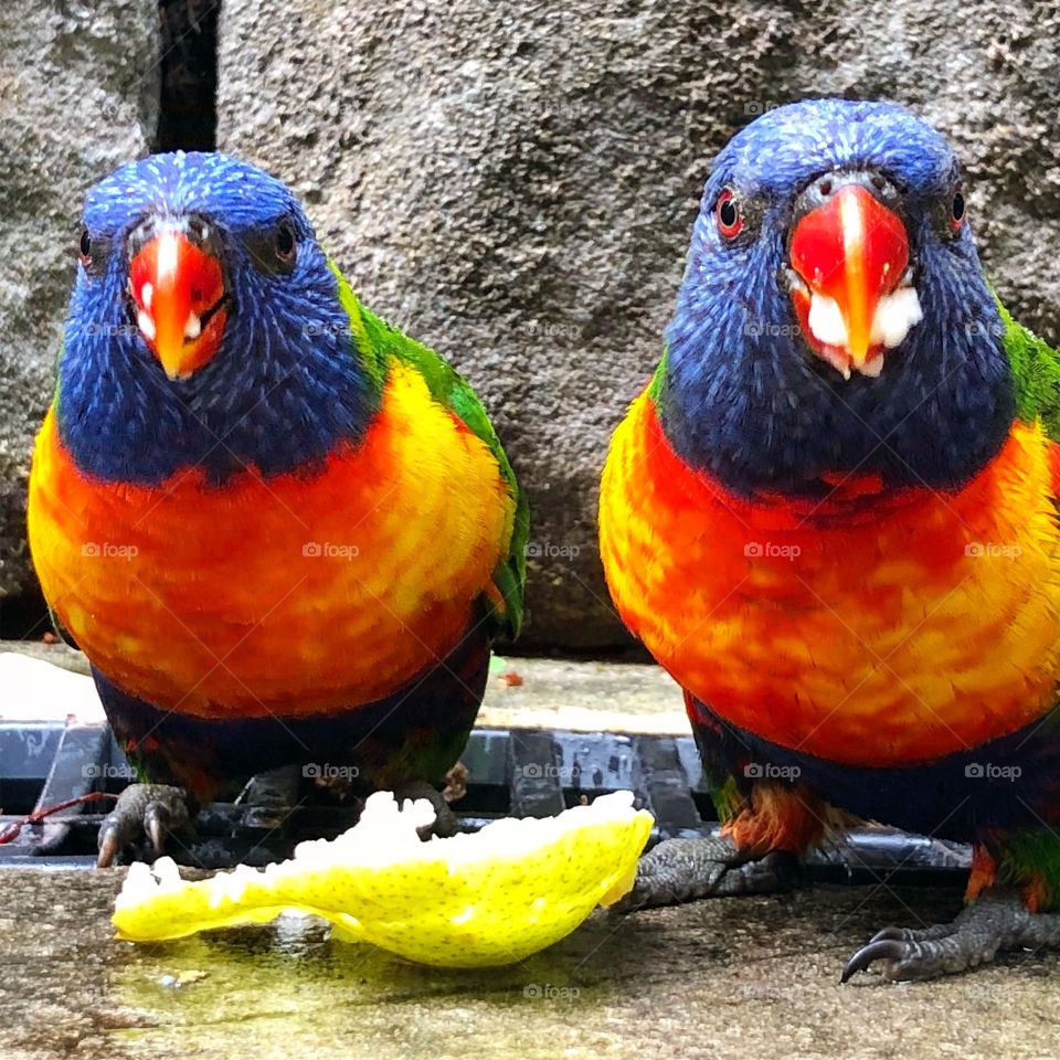 Lorikeets eating Apple close up