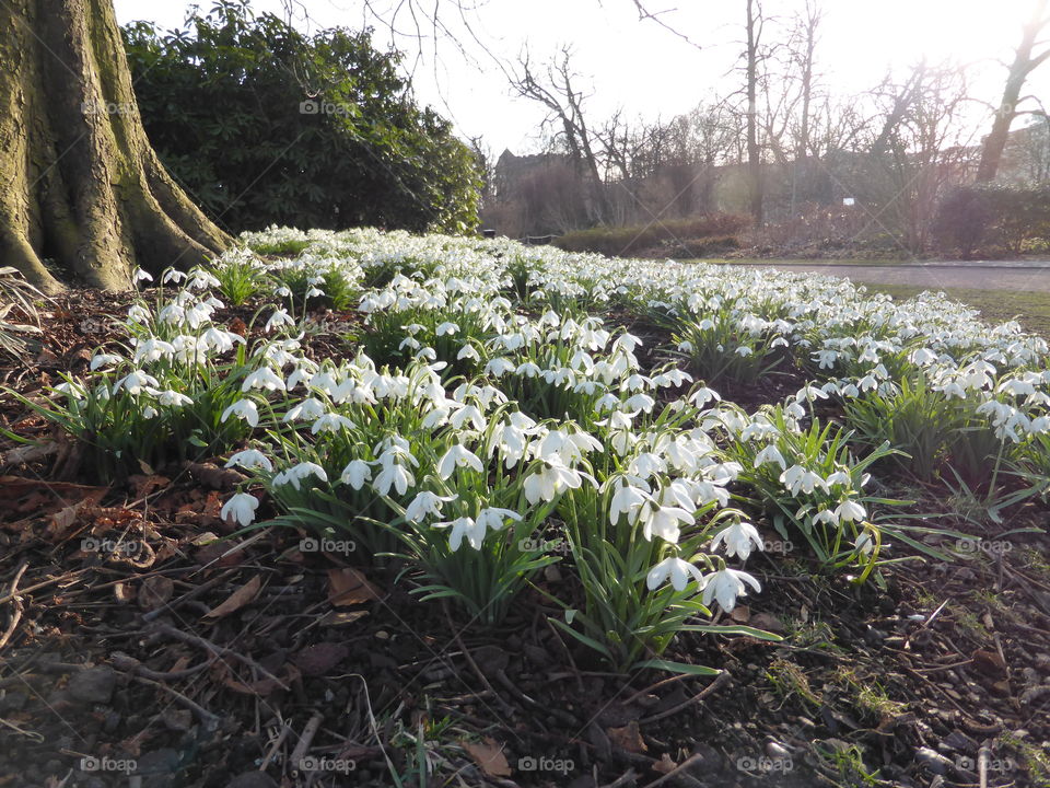 snowdrops