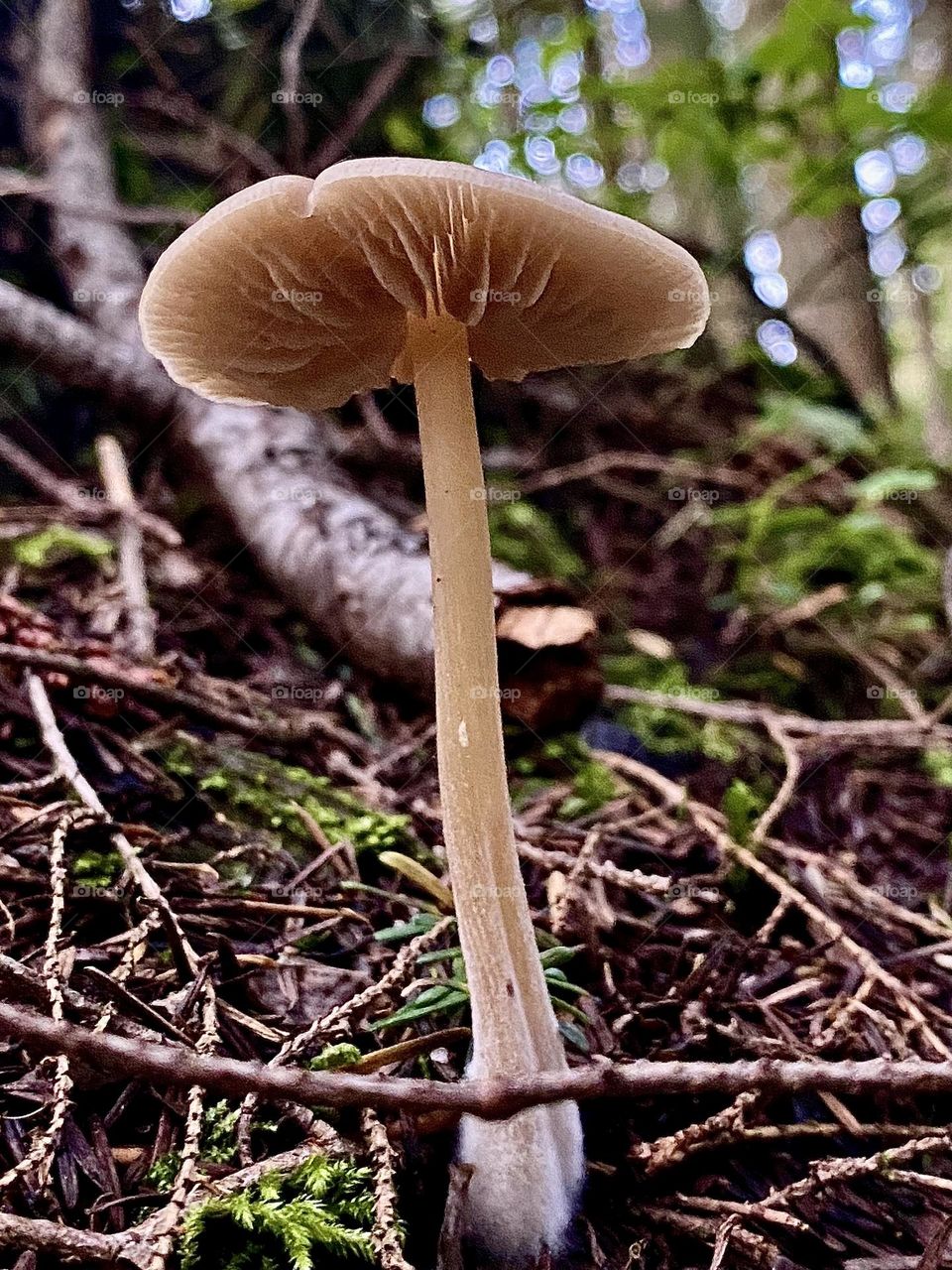 Underneath a mushroom 