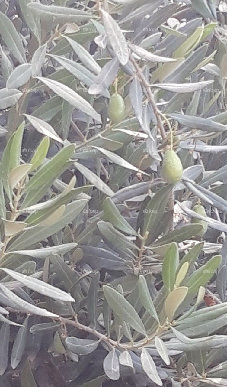 olive tree