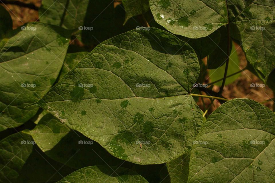 Leaf, Flora, Nature, Growth, No Person