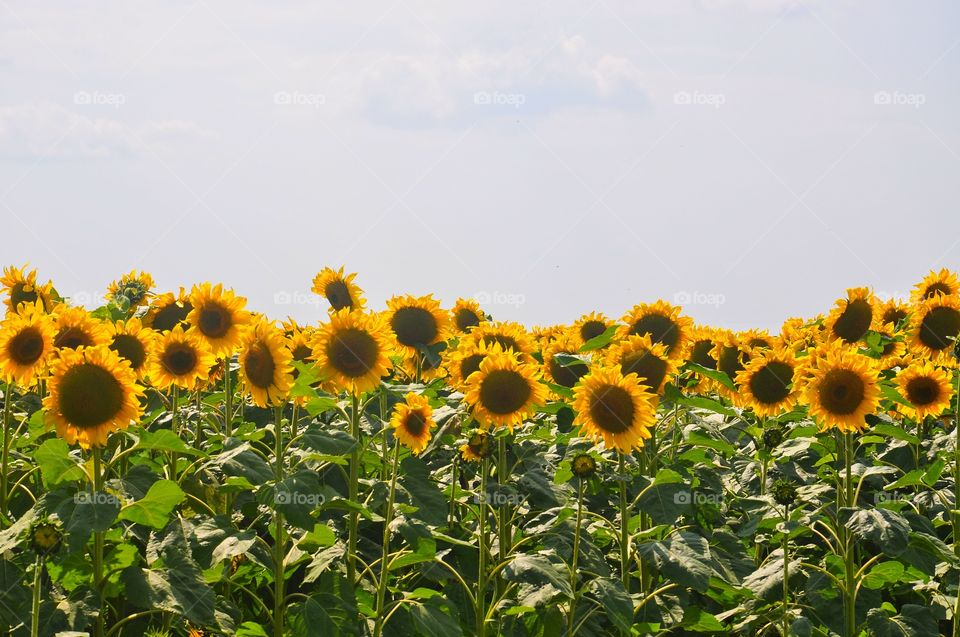 sunflowers in the fields of ukraine