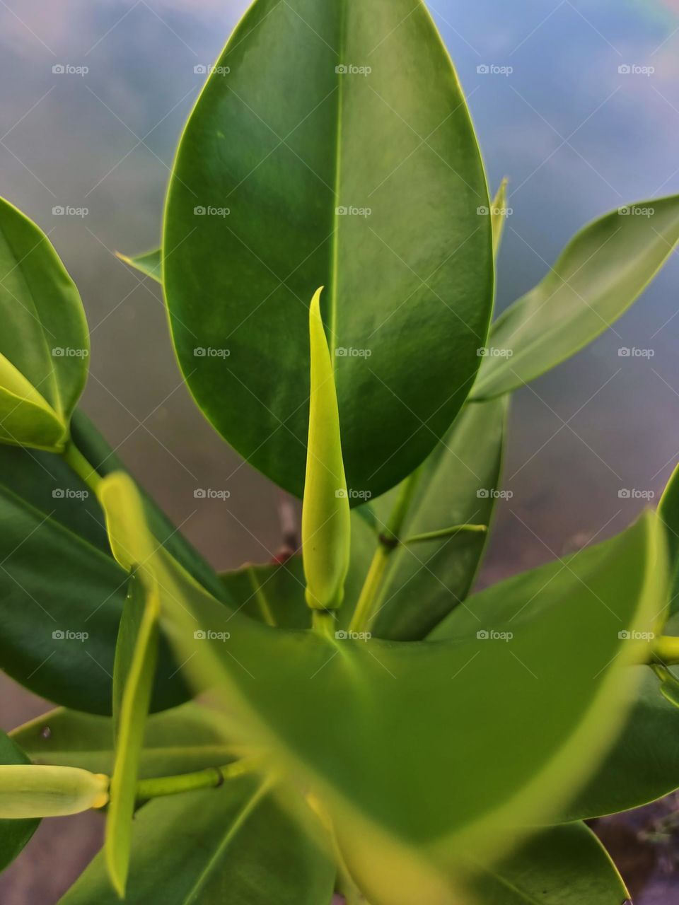 Close up of a young mangrove tree growing in a brackish water river
