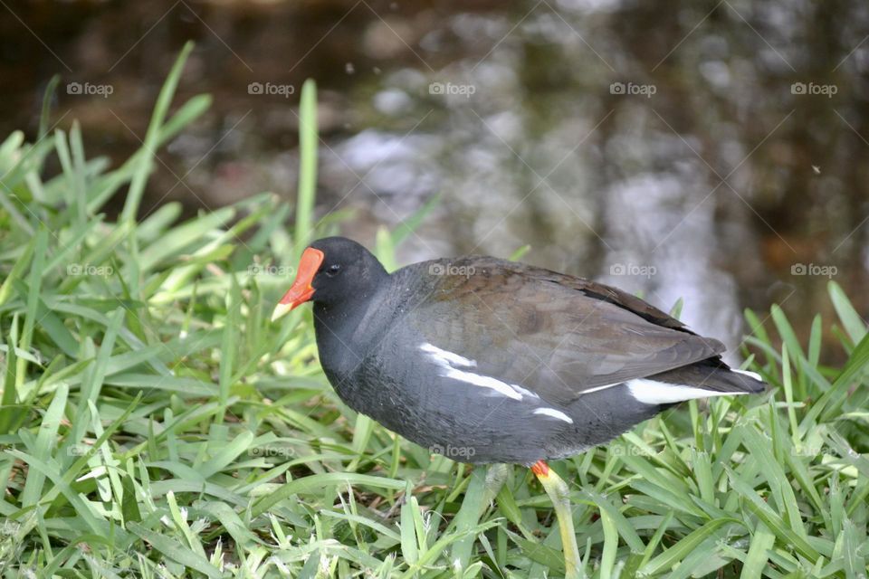 A bird with black feathers with white tips and an orange beak standing in green grass next to still reflective water