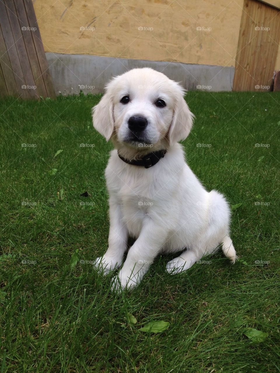 Golden retriever puppy