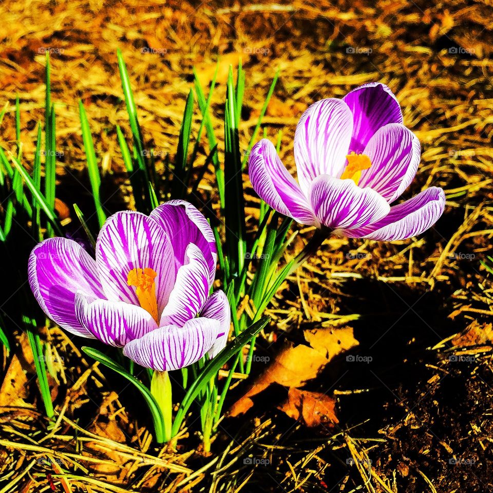 Spring flowers. Beautiful Crocus blooms that popped up in my front yard.