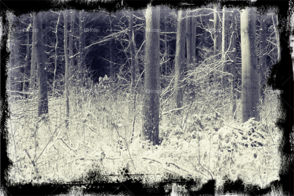 Winter forrest.. Taken in a Dutch forrest last winter.