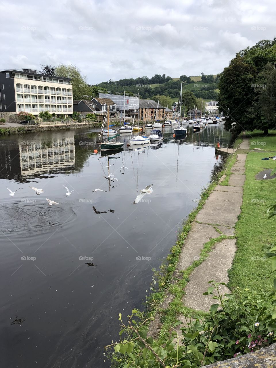The sudden arrival of seagull on this river add to the beauty here in Totnes, Devon.