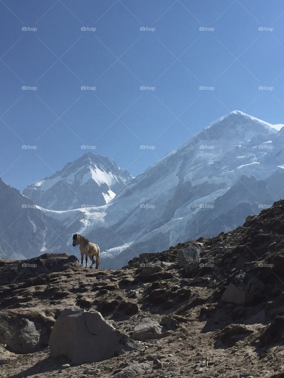 A wild horse in the Khumbu region of Nepal in the Himalayan Mountains.