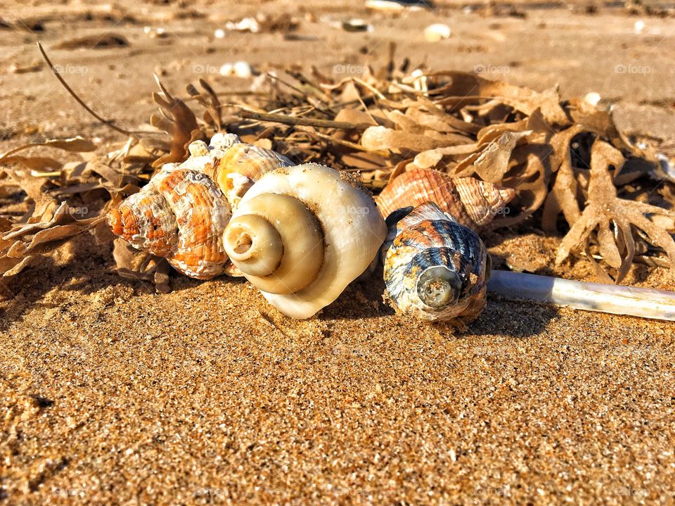 Seashells at the seaside