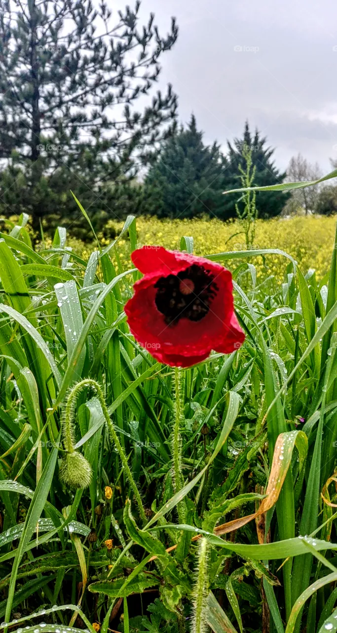 nature