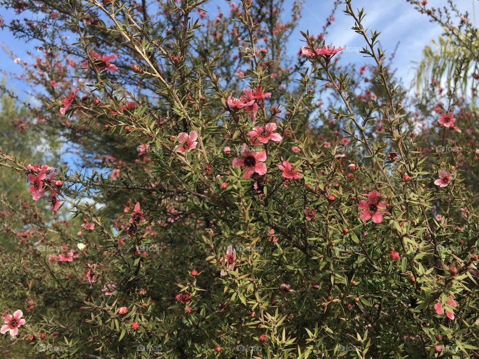 Flowers in winter on tea-tree bush
