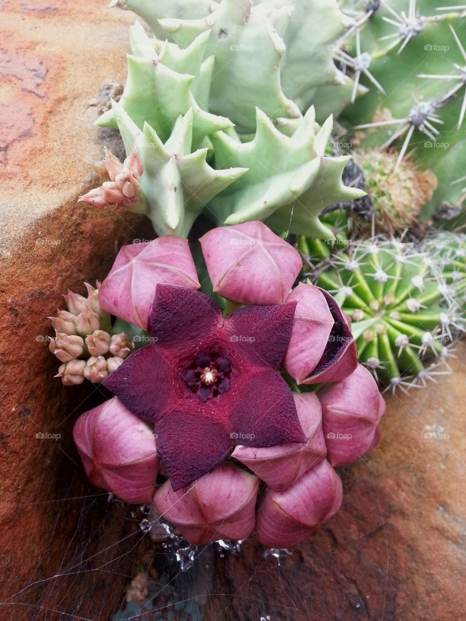 Stapelia in bloom