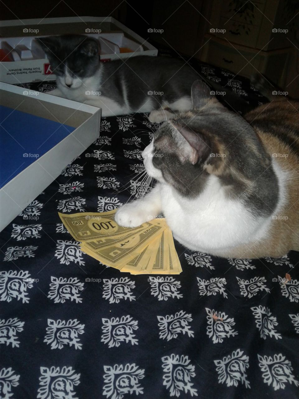 kitty play with Monopoly