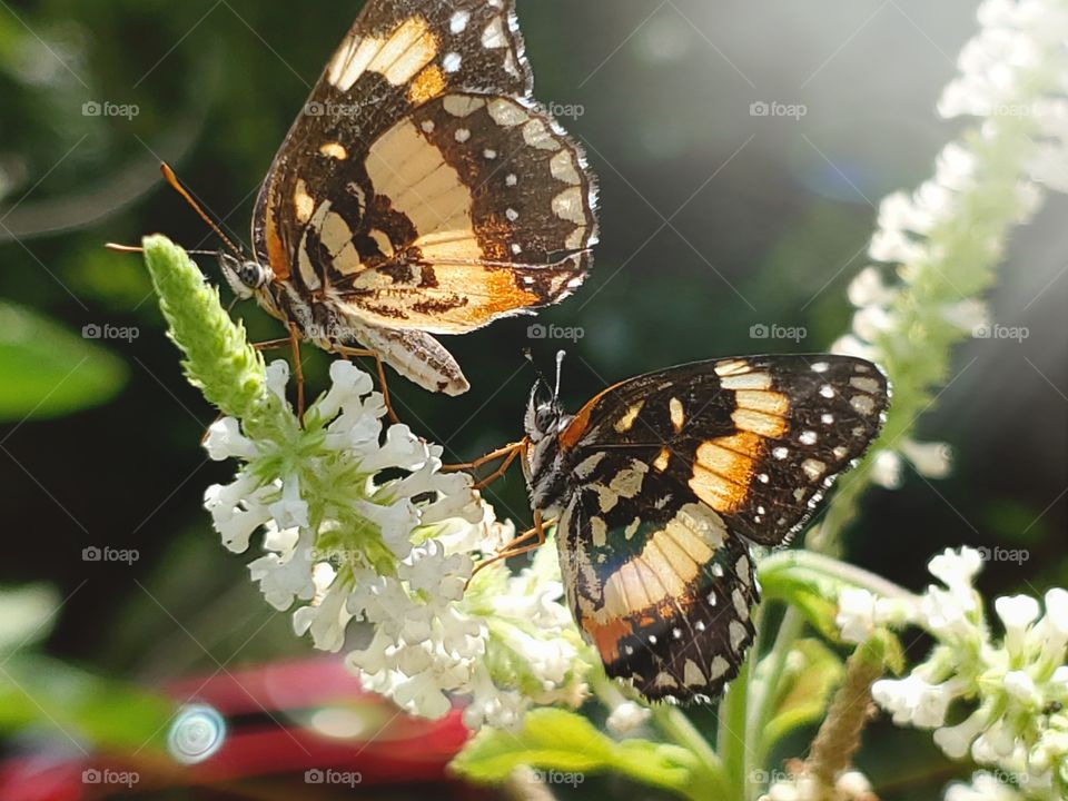 Double the beautiful border patch butterflies!