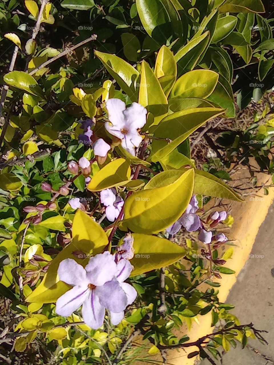 wildflowers in the city / flores silvestres en la ciudad