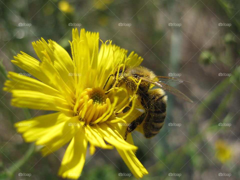 yellow nature flower macro by bubu