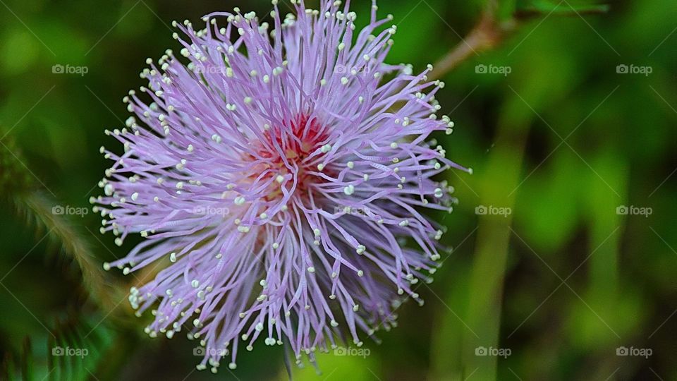 Action plant beautiful flower