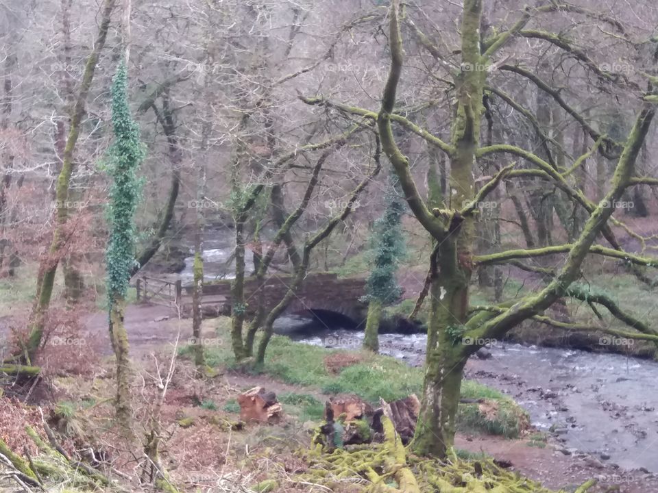 An Exmoor forest, alongside the River Barle, in winter