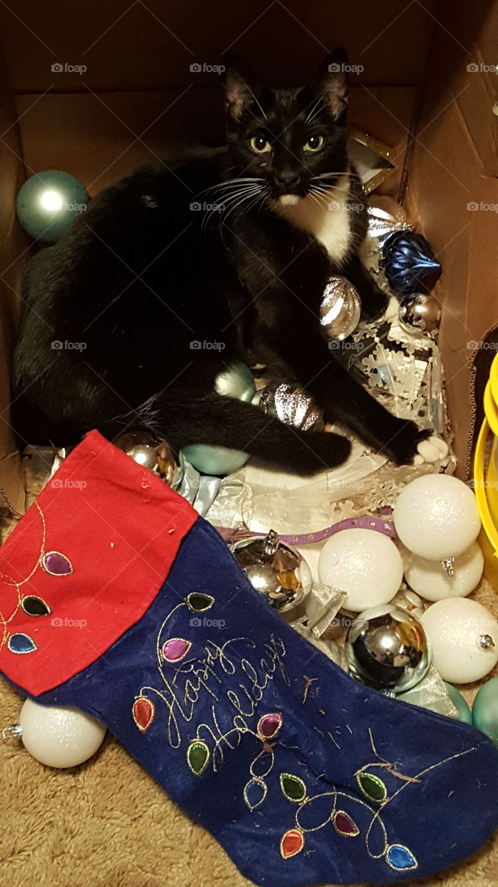 Happy Holidays Christmas Black Cat with ornaments