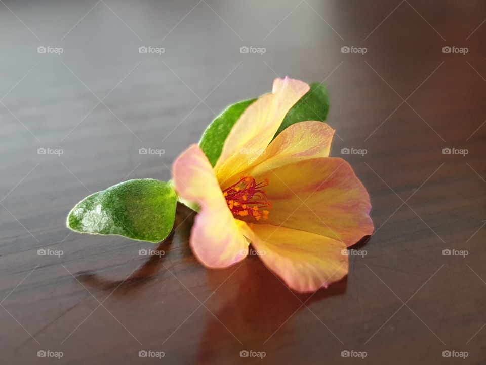 my beautiful Portulaca grandiflora