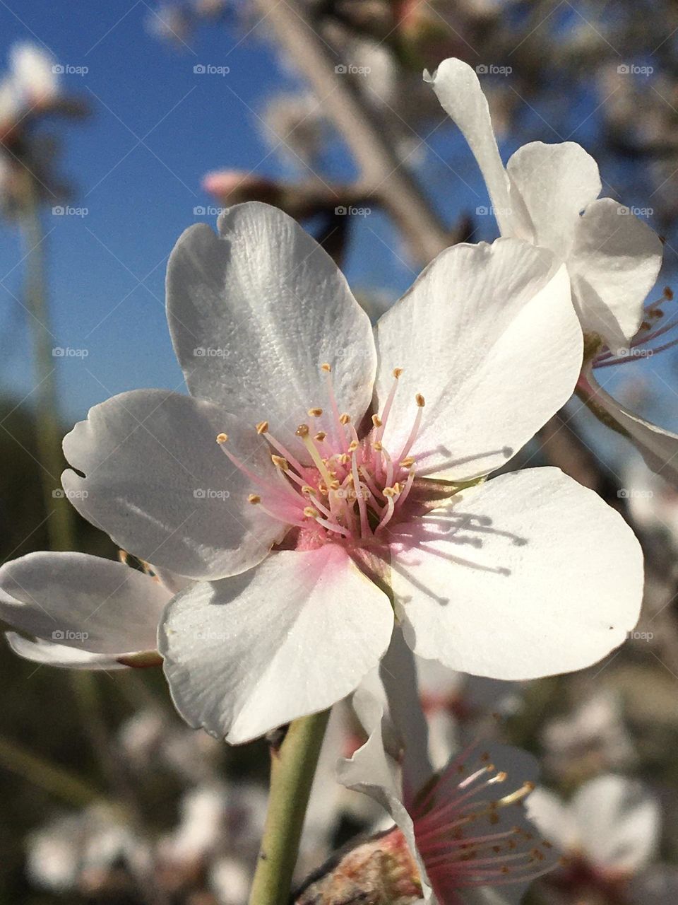 Almond tree flower in morning light