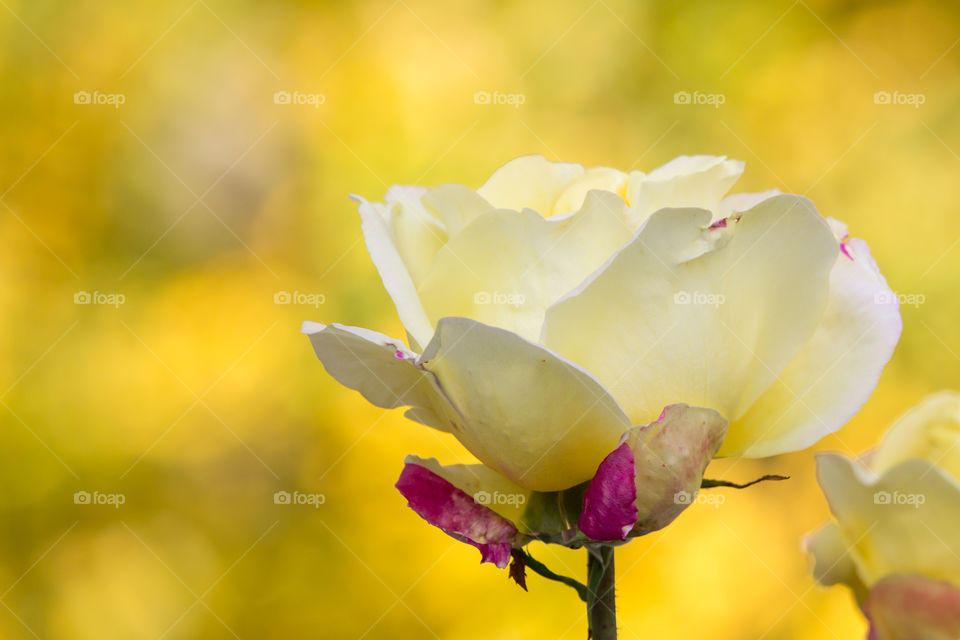 Yellow rose with yellow fall foliage in the background - gul ros med gula höstträd i bakgrunden 
