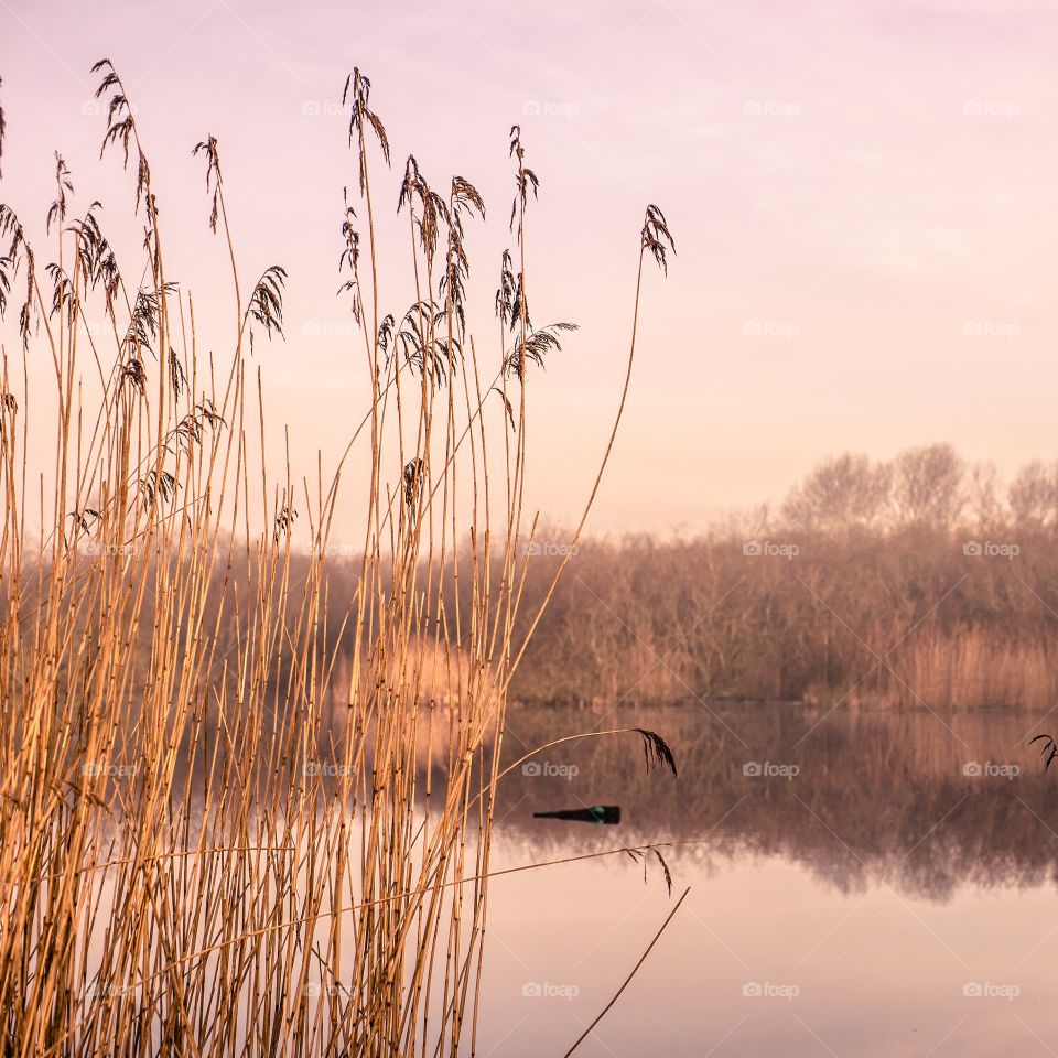 Reed, Landscape, Nature, Dawn, Cane