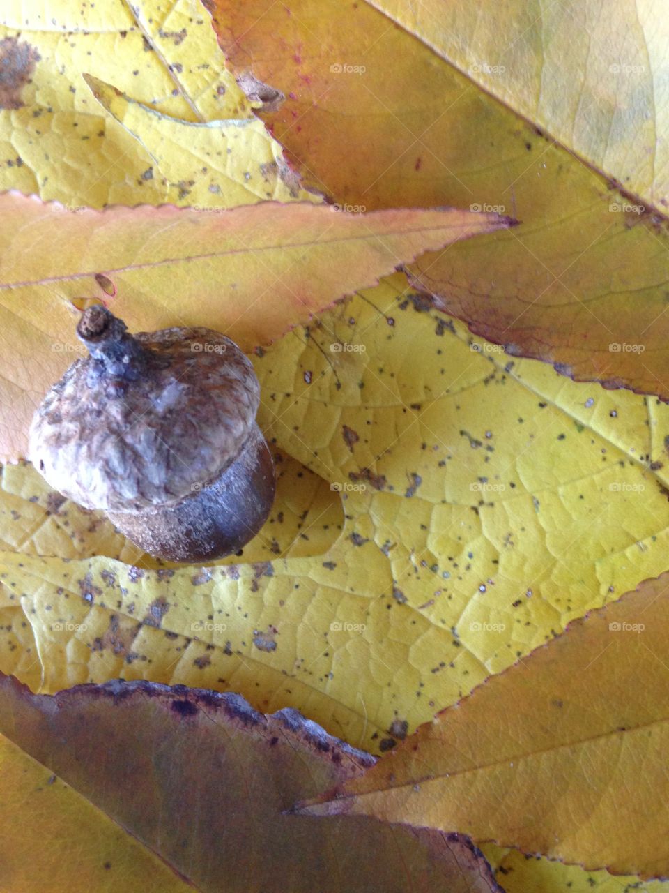 Yellow leaves and acorns 